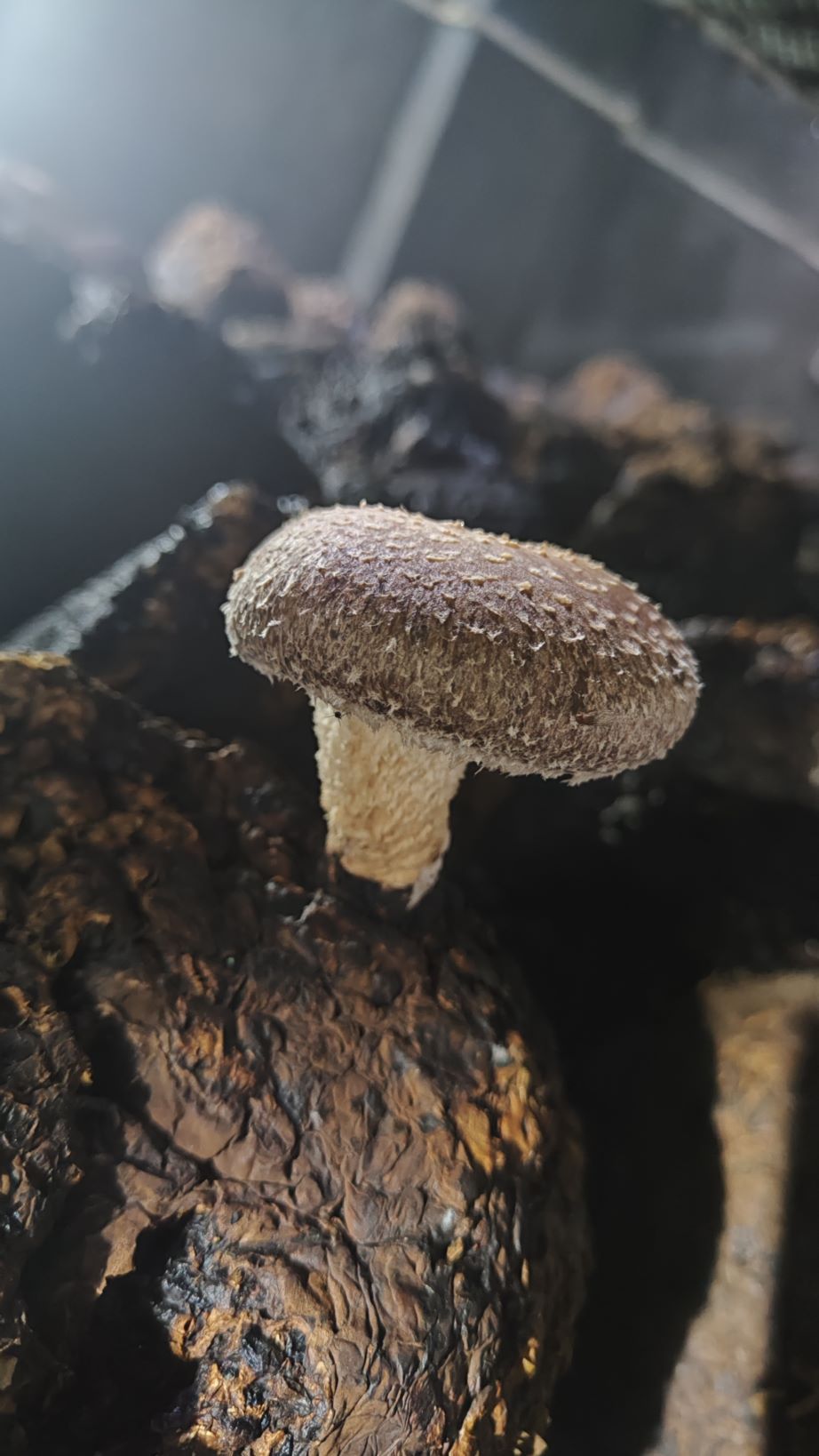 قارچ دارویی شیتاکه 